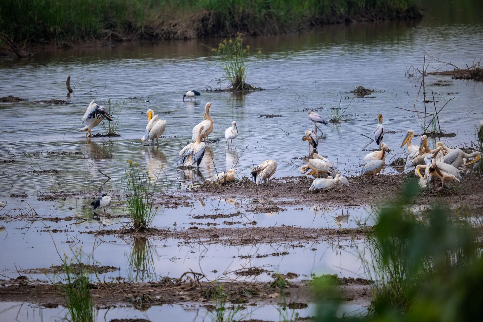 Migrator birds