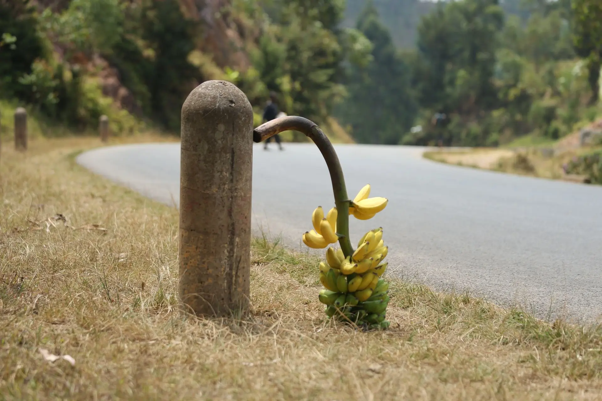 Sweet banana from Burundi